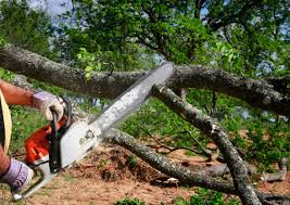 Best Tree and Shrub Care  in Downingtown, PA